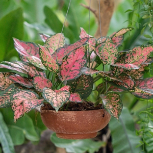 Aglaonema Red Wishes